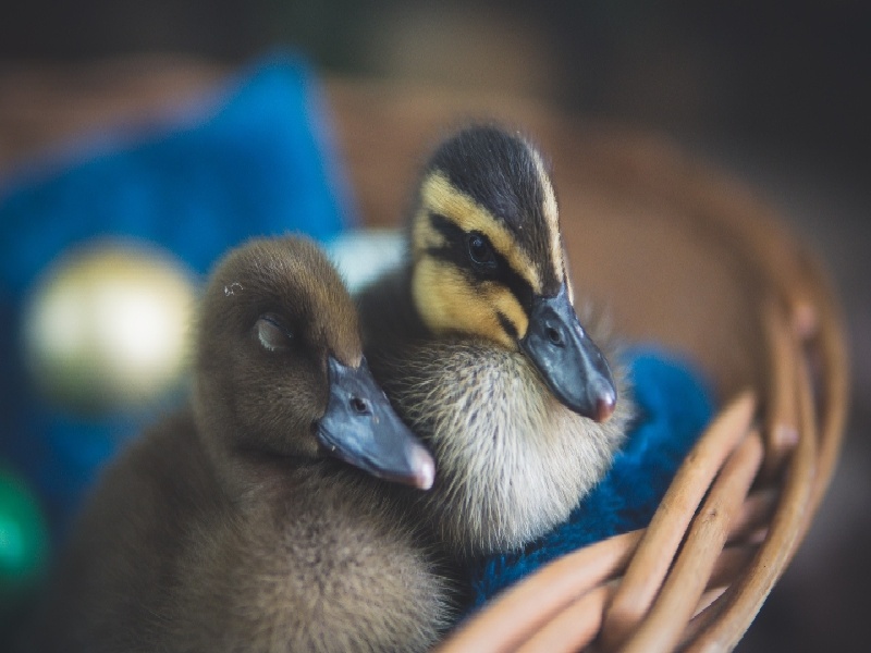 哪里有签约试管,linyin试管包男孩